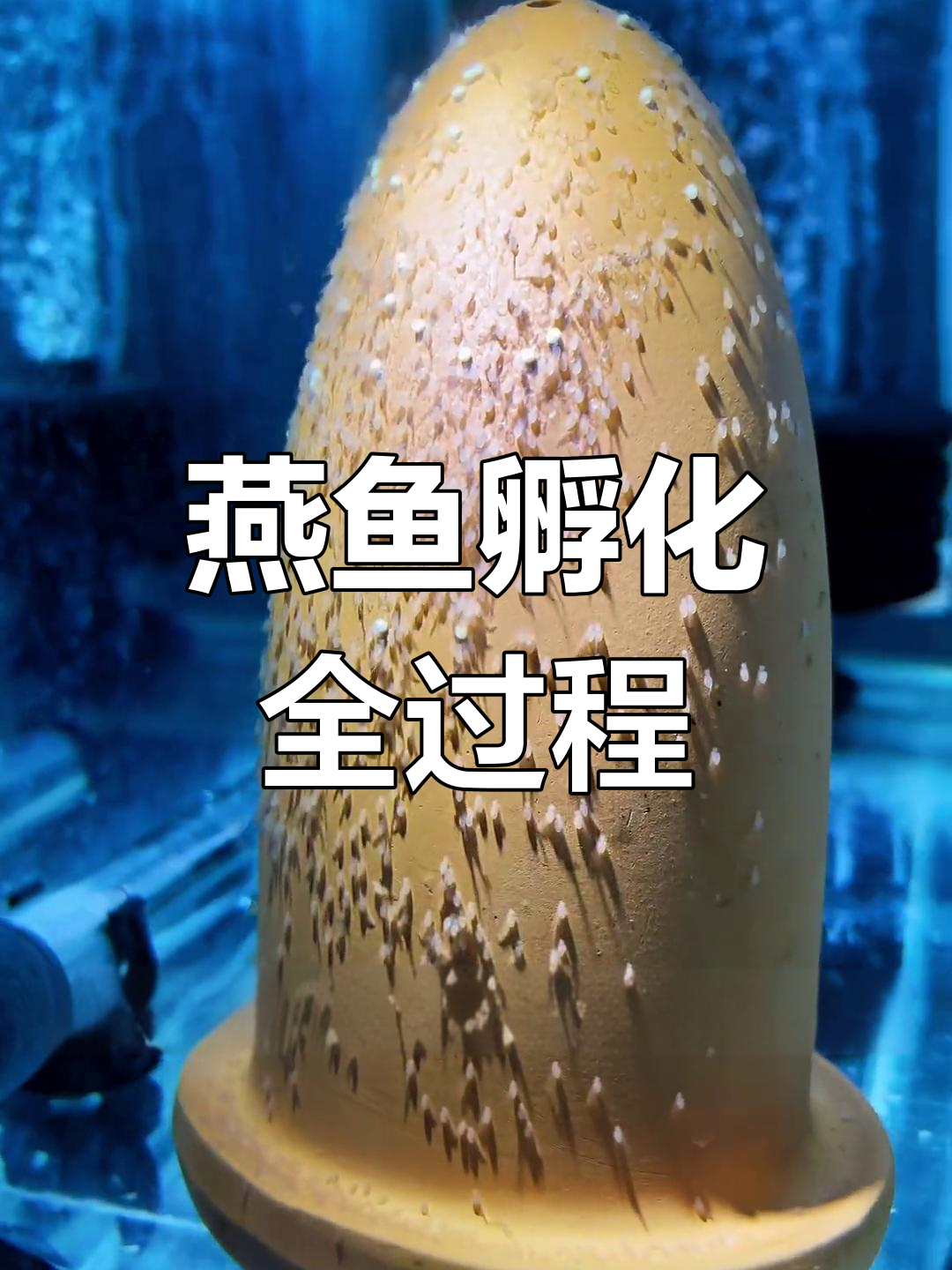 热带鱼繁殖全纪录:从卵到小鱼,三天就能看到尾巴