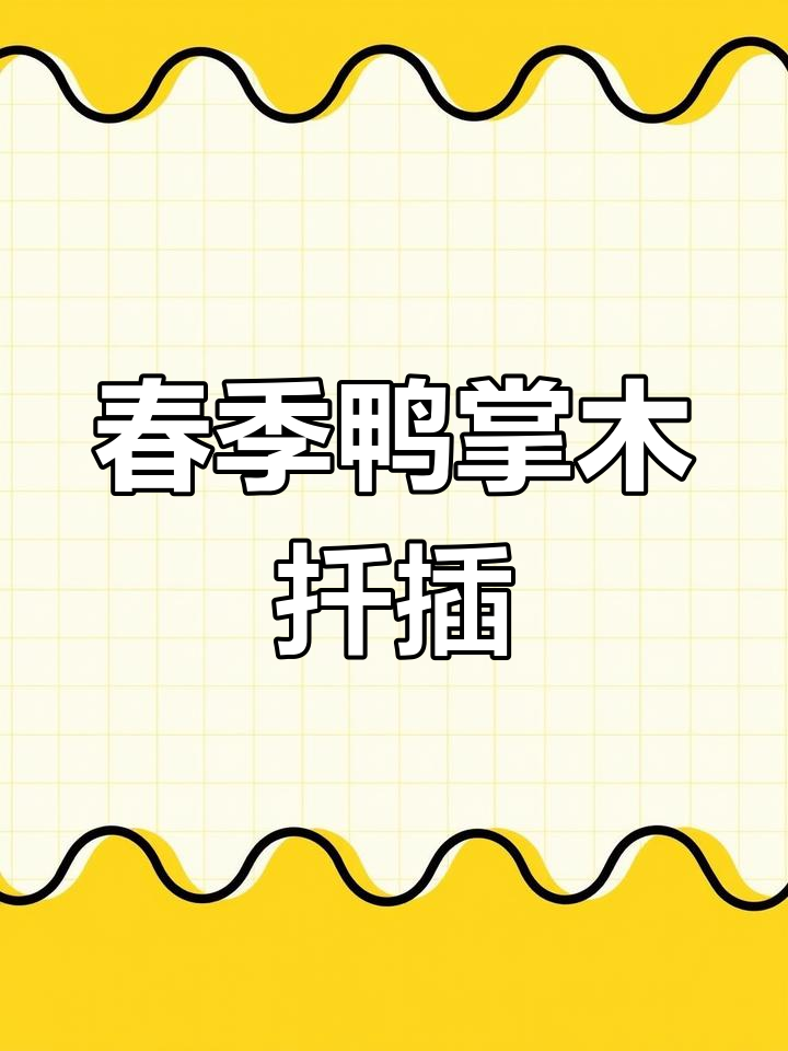 鸭脚木扦插技巧,15天快速生根