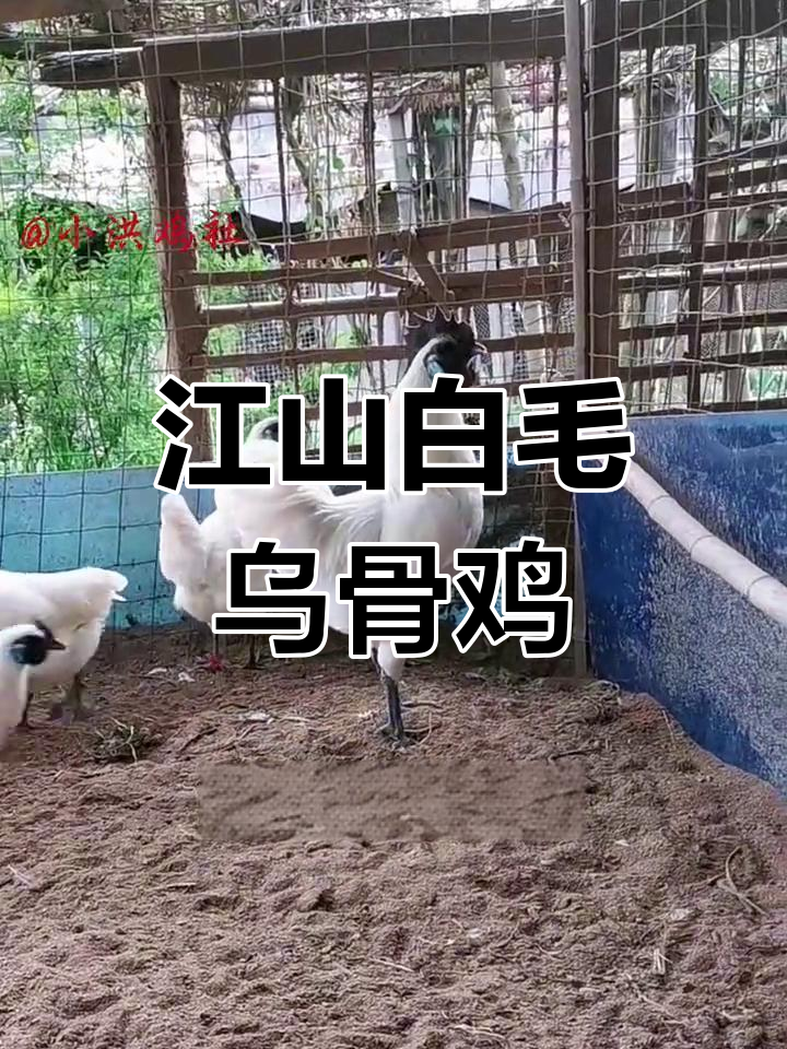 千年传承的江山白毛乌骨鸡,肉质鲜嫩、营养丰富