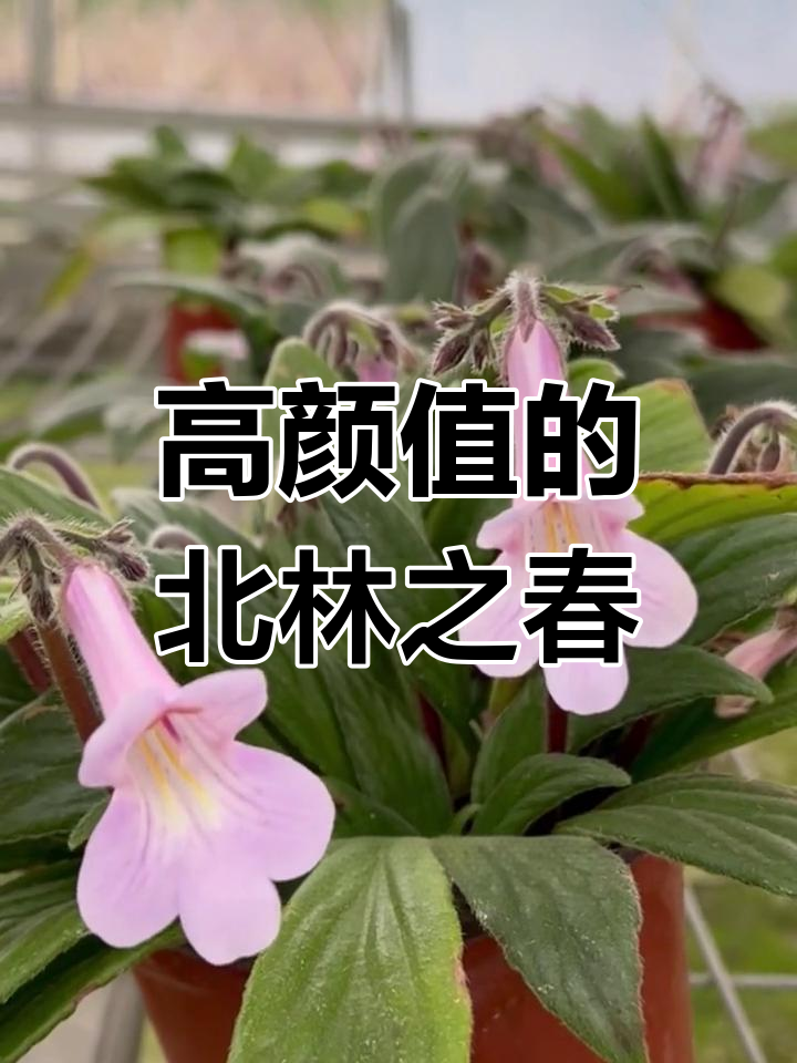 报春聚苔:美丽与神秘并存,室内花卉新宠
