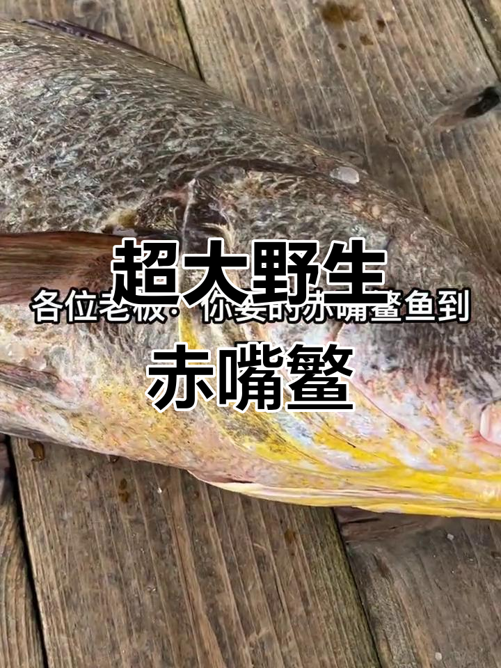 野生赤嘴鳘鱼，胶质满满，超大一条！