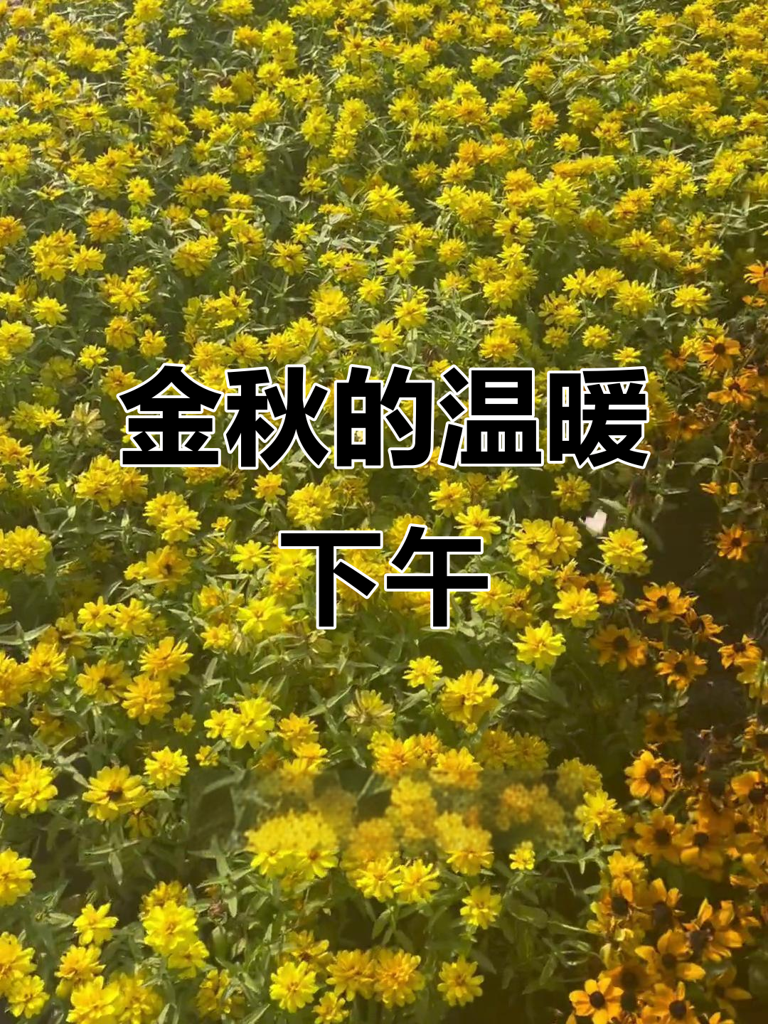 秋天的浪漫午后,暖阳下的诗意时光
