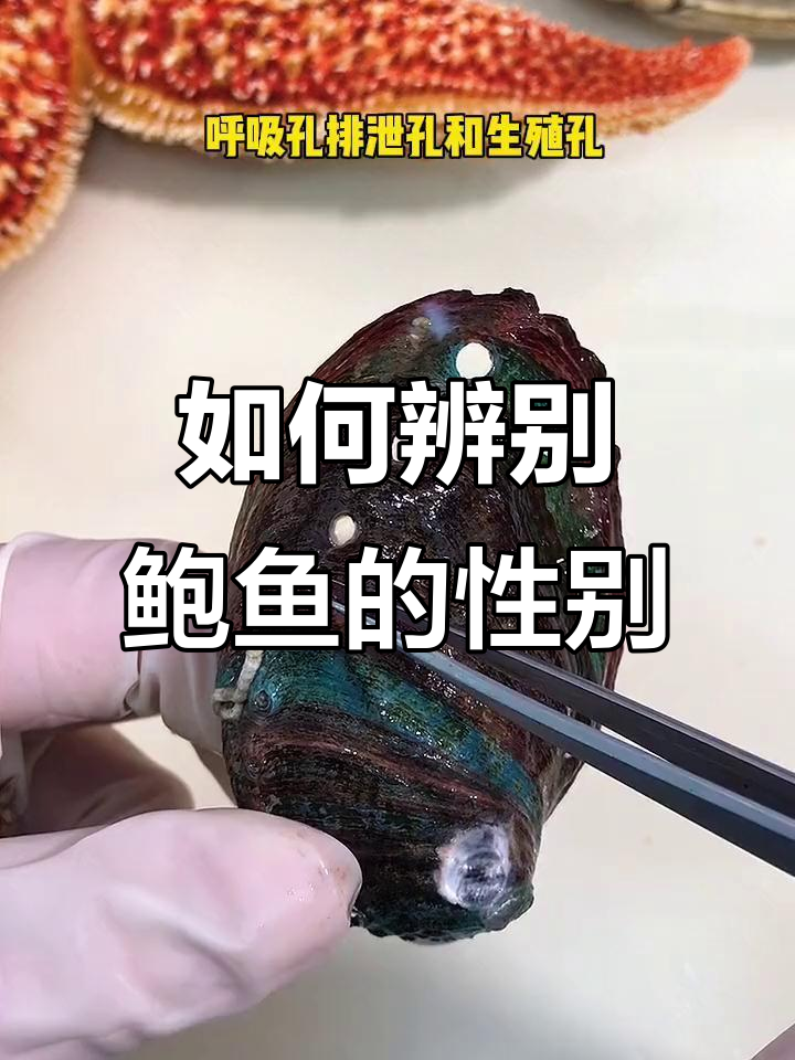 鲍鱼壳的秘密，教你如何挑选公母和清洗技巧