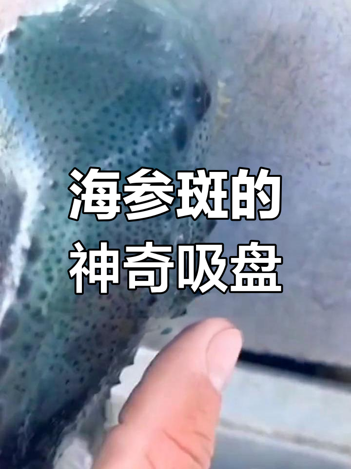 圆鳍鱼吸附墙头,竟然能吸住同类!