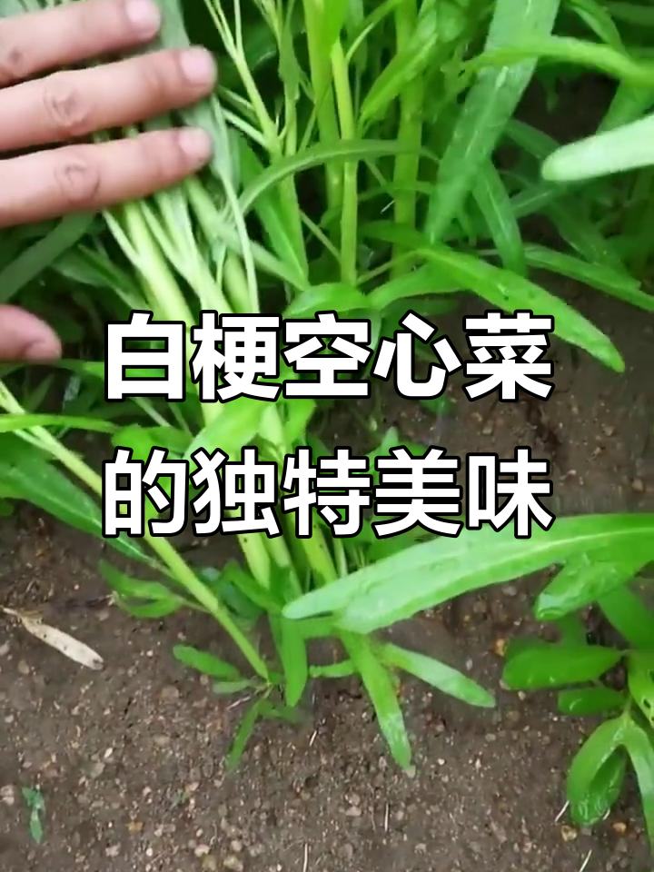 柳叶白梗空心菜,鲜甜脆嫩,生长快又抗逆