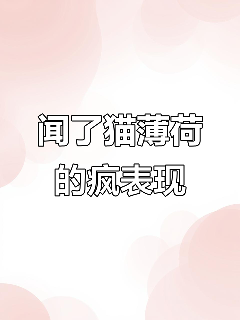 猫薄荷让泡芙疯狂,行为异常让人惊讶