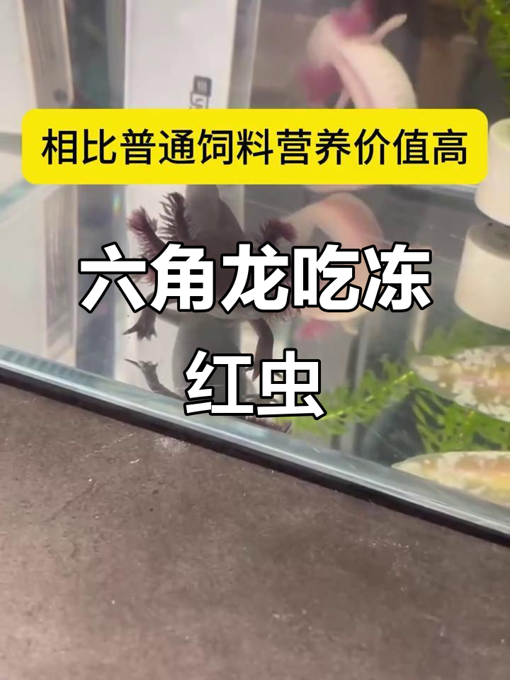 六角恐龙鱼吃什么最健康?冰冻红虫营养全面,长得快