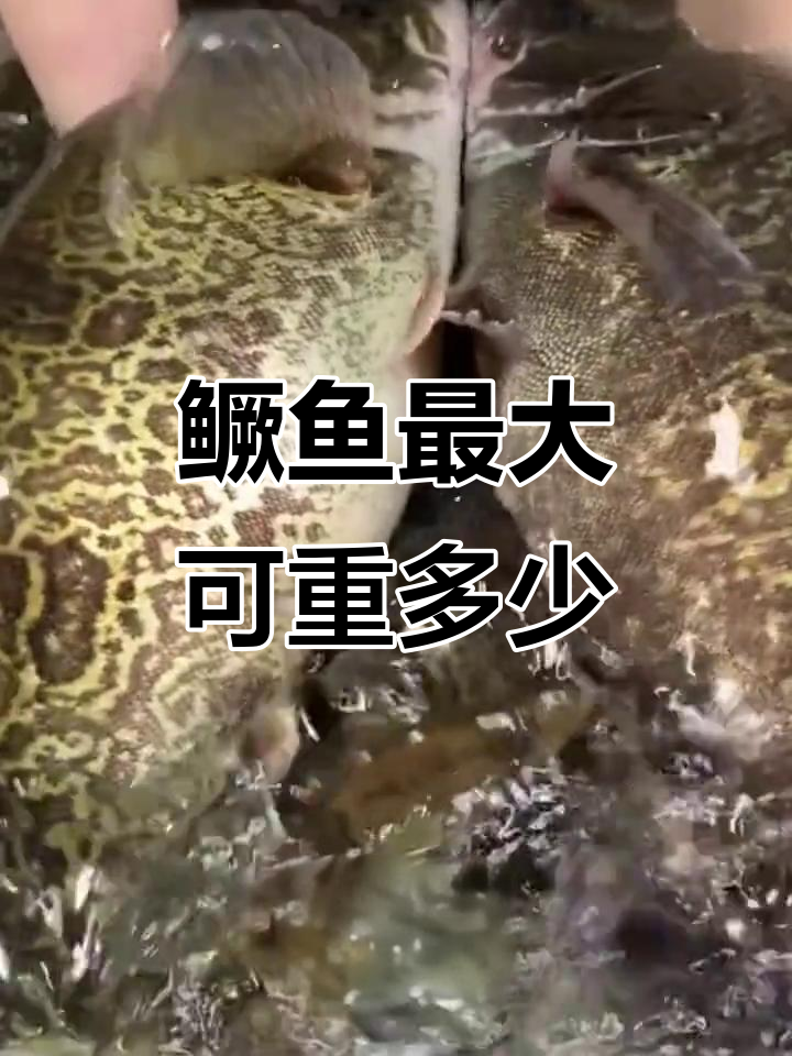 鳜鱼能长到多大?揭秘巨型淡水鱼的成长奥秘