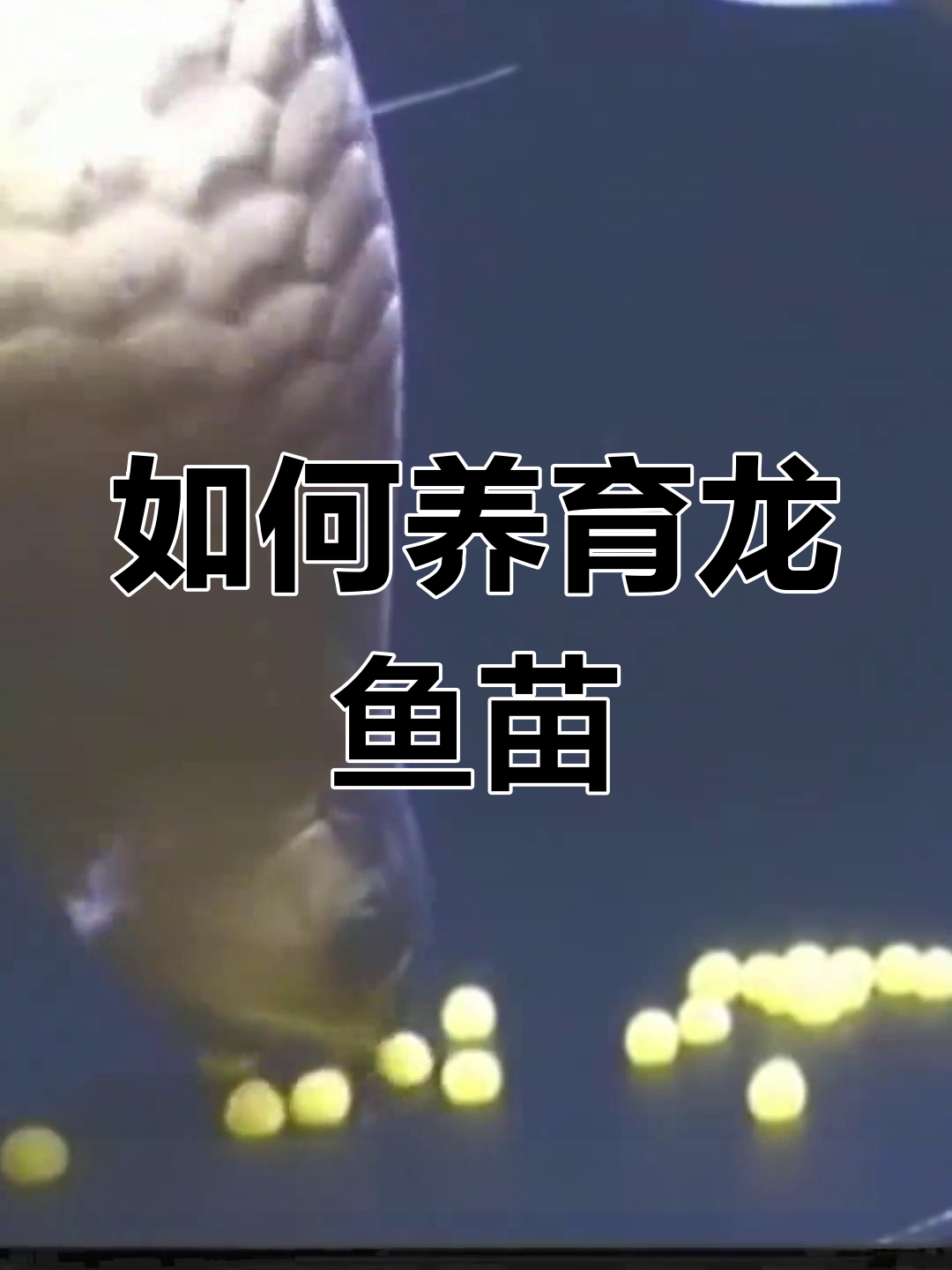 龙鱼苗的孕育与成长全过程,金龙红龙的养殖技巧