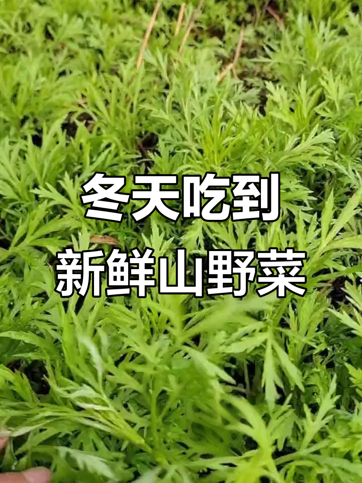 冬季也能吃新鲜山野菜,温室大棚反季节种植技巧