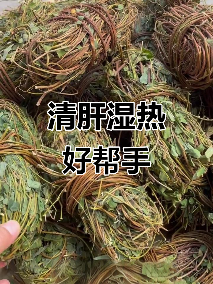 野生鸡骨草,清肝火、祛湿热,适合常熬夜或烟酒人士