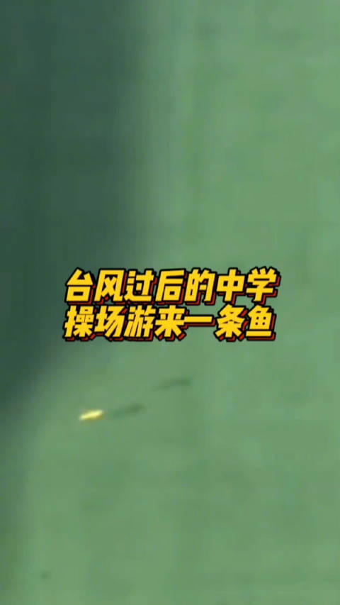 「台风过后中学操场游来一条鱼 校方:目前积水已消退」9月16日,一段学校操场塑胶跑道积水中
