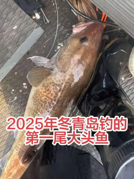 2025年冬青岛钓的第一尾大头鱼 青岛想钓大头鱼的钓手们来找我吧,神秘海域钓的哦!