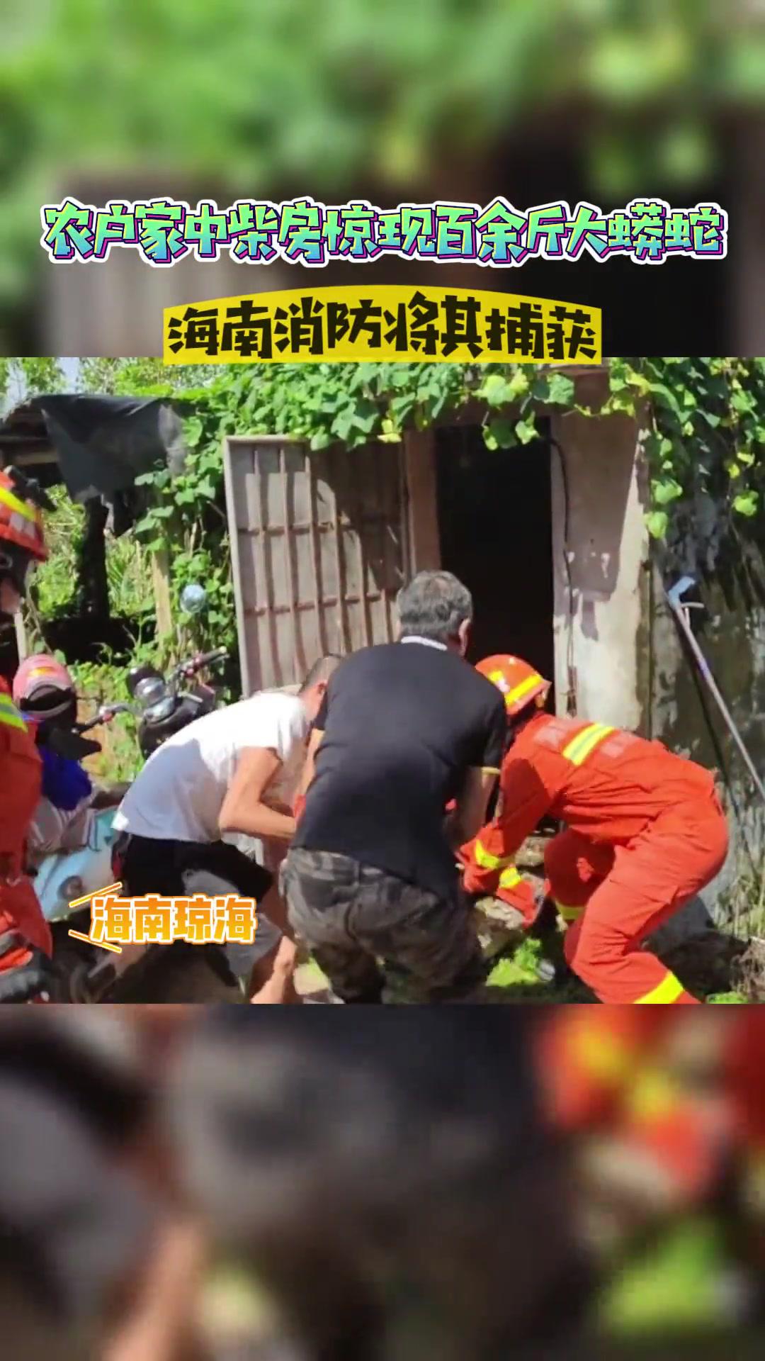 农户家中柴房惊现百余斤大蟒蛇,海南消防将其捕获 蟒蛇 海南消防 震惊