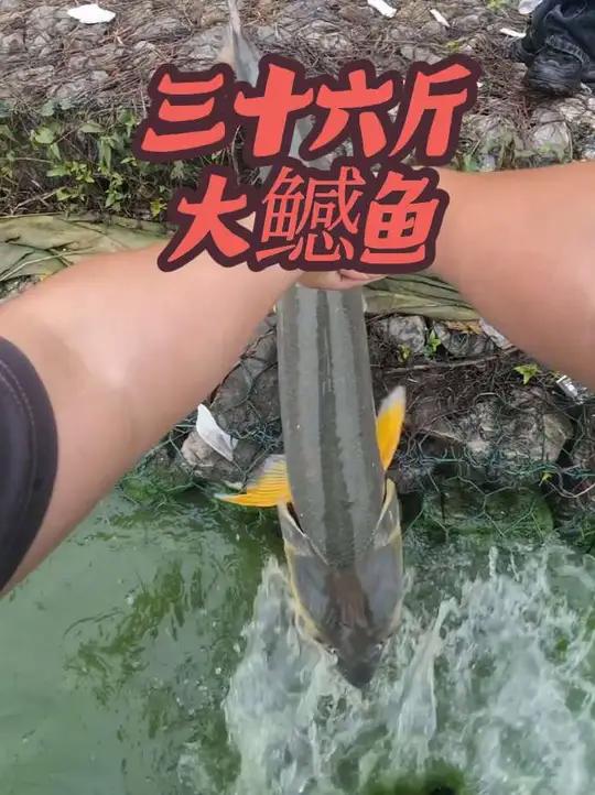 36 斤大鳡鱼！