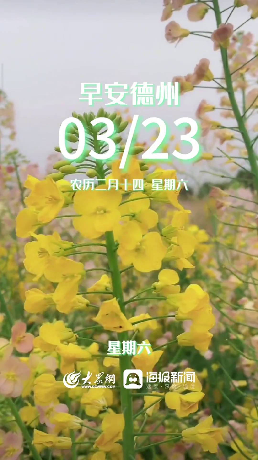 今天是3月23日,农历二月十四,星期六,早安!愿你的一天充满阳光和欢笑,每一步都走得坚定而