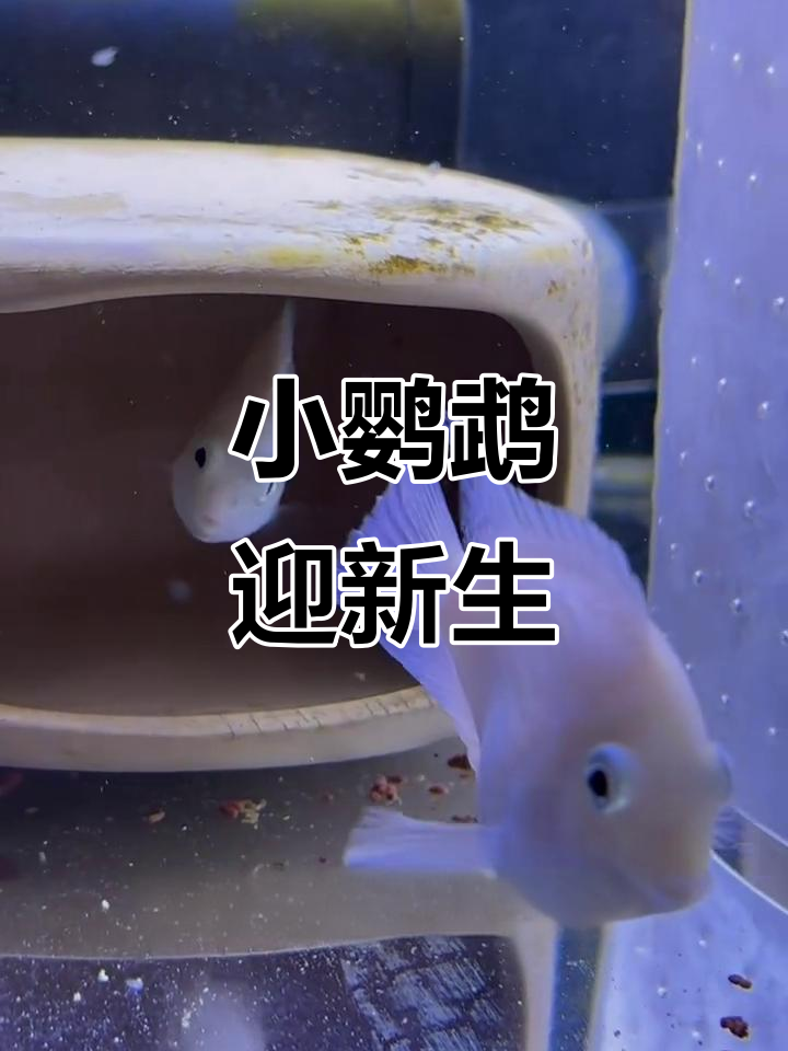 迷你鹦鹉产卵,精心照料三个月终于迎来首批宝宝!