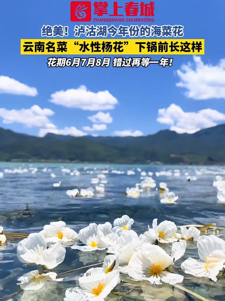 绝美！泸沽湖今年份的海菜花！云南名菜“水性杨花”下锅前长这样 治愈系风景 海菜花 海菜花又