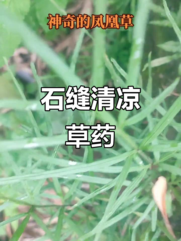 凤凰草，石缝中的清凉良药，助消化、止泻效果显著