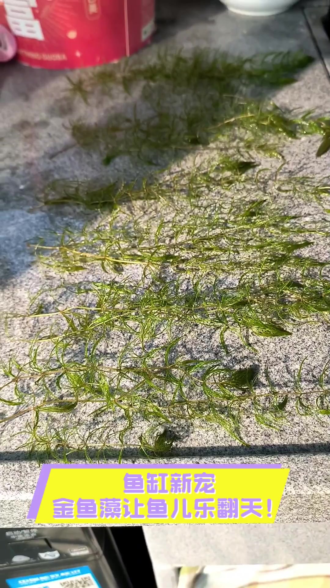 鱼缸新宠,金鱼藻让鱼儿乐翻天!