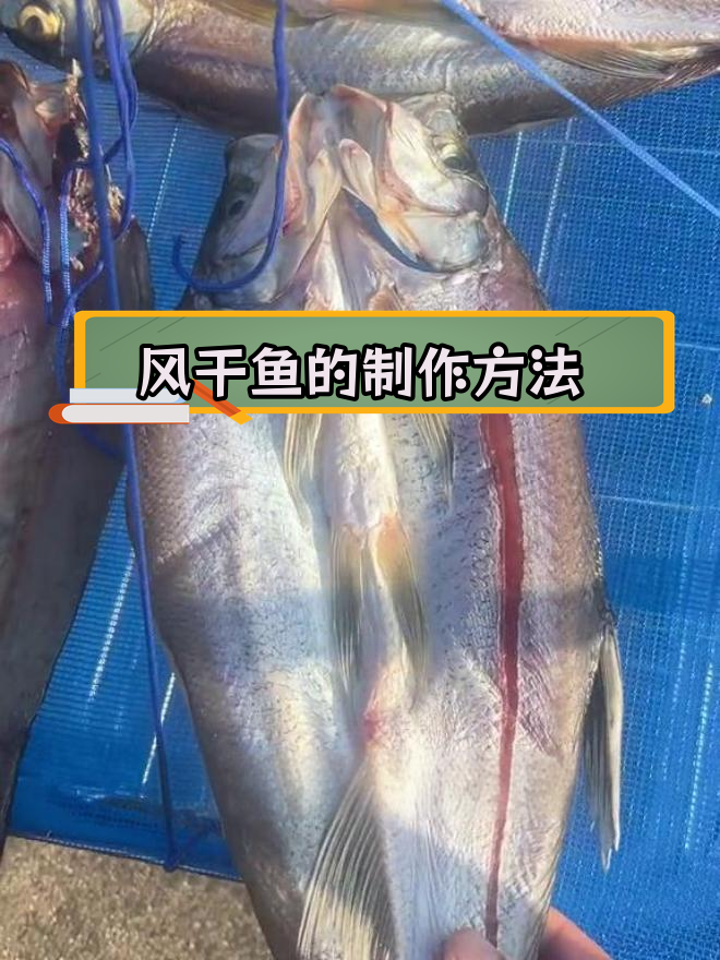 低温风干翘嘴鱼,腌制技巧大揭秘