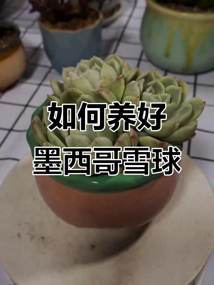 墨西哥雪球养护全攻略:轻松掌握水光管理