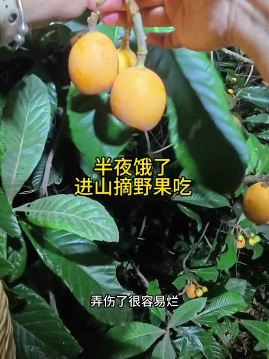 半夜饿了,起床进山摘野果,野枇杷,做成枇杷糕吃,真香啊