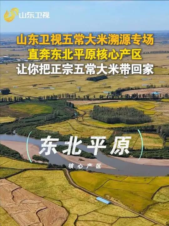 山东卫视五常大米溯源专场,直奔东北平原核心产区,让你把正宗五常大米带回家!