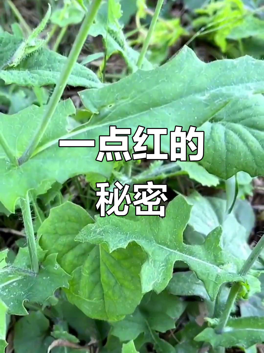 一点红:常见药用植物,竟是民间美味野菜