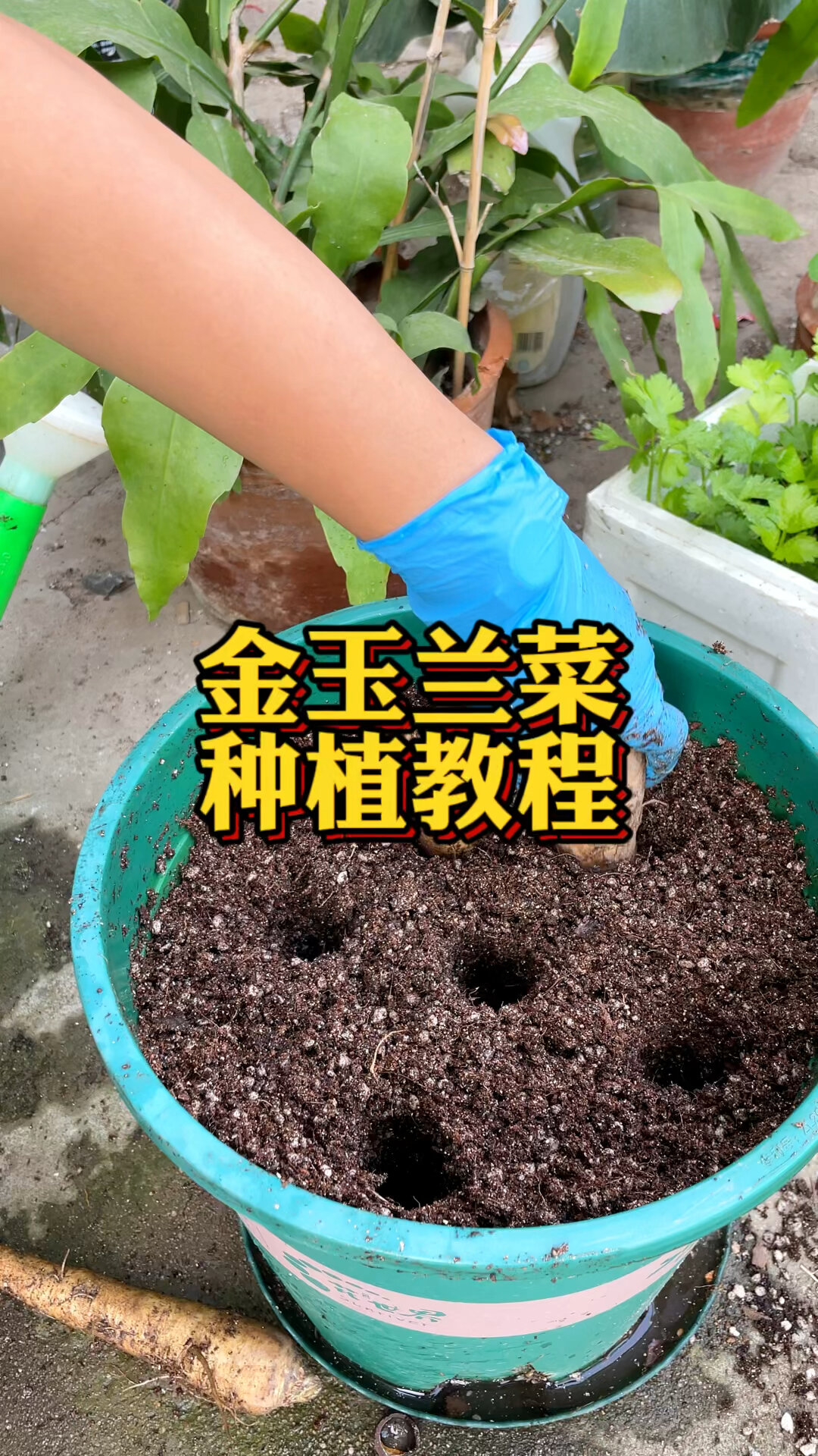 浑身上下都可以吃的菊苣菜