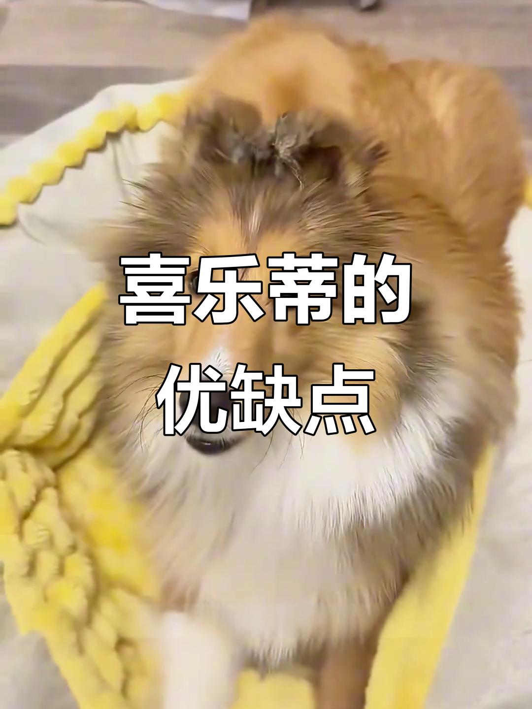 喜乐蒂牧羊犬:迷你聪明但掉毛多,爱叫易扰民