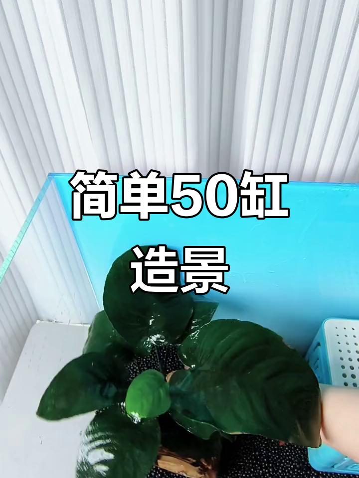 50缸造景全攻略:火山石、水草与躲避罐搭配