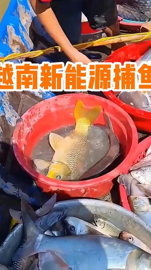 越南渔民自制捕鱼神器，水下大鱼无处可逃！