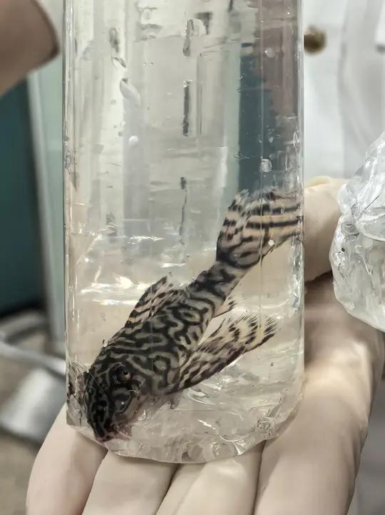 厦门机场海关查获观赏鱼18条。经鉴定,该批活体观赏鱼包括委内瑞拉下钩鲶鱼、大卫鼠鱼、国王迷
