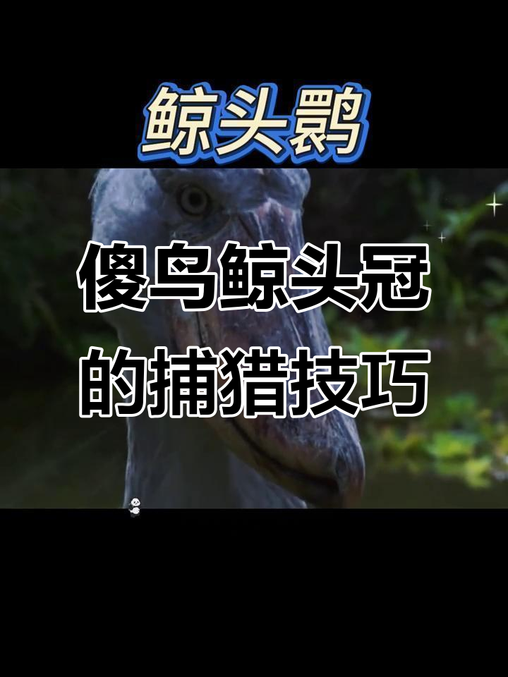 鲸头鹳如何用“佛系”捕食法捕捉鳄鱼?