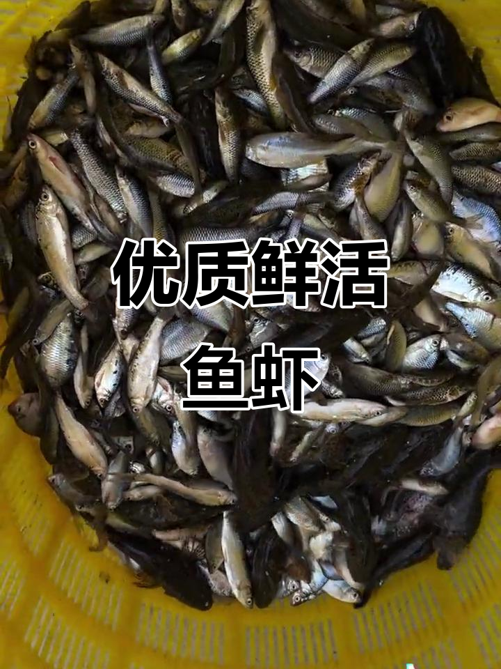新鲜小鱼小虾,活蹦乱跳的野生美味