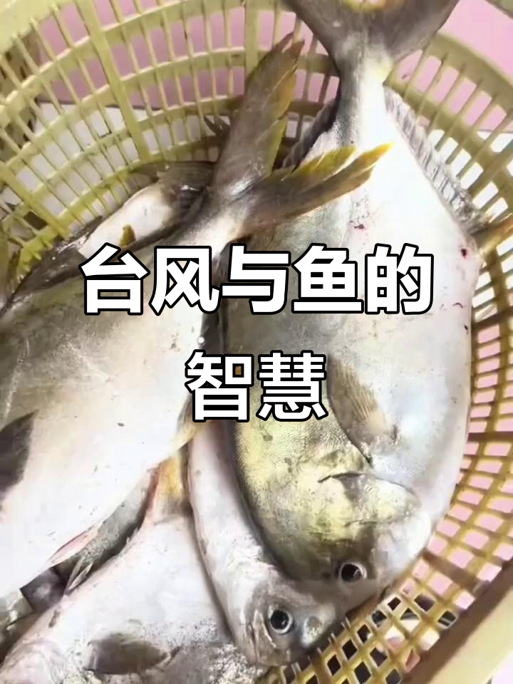 台风过后,沙滩上的鱼大多是养殖的,野生鱼早已躲进深海