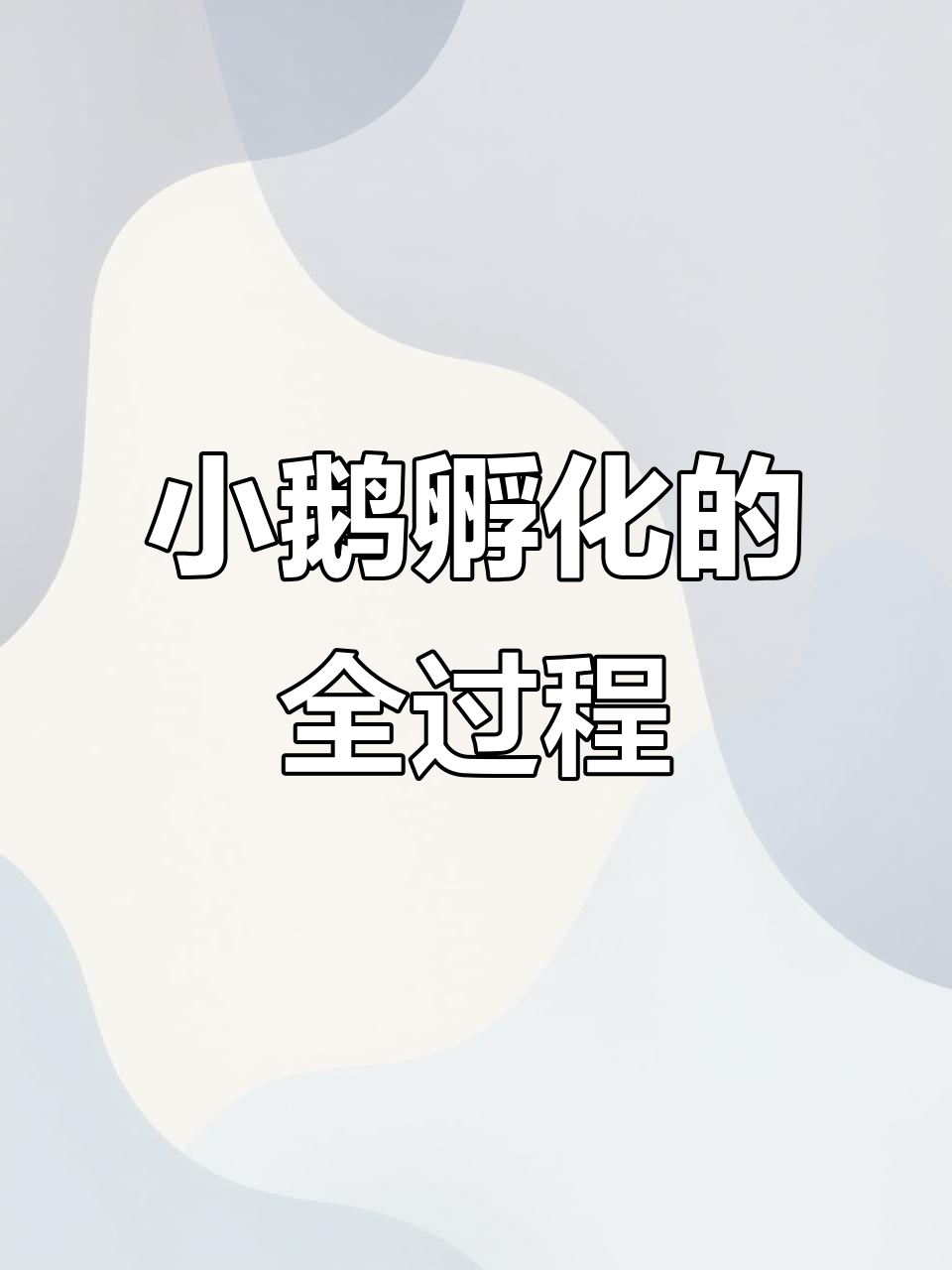 孵化小鹅的30天全程记录,见证生命的奇迹时刻