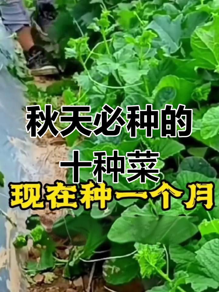 秋季蔬菜种植指南:10种适合时令的作物