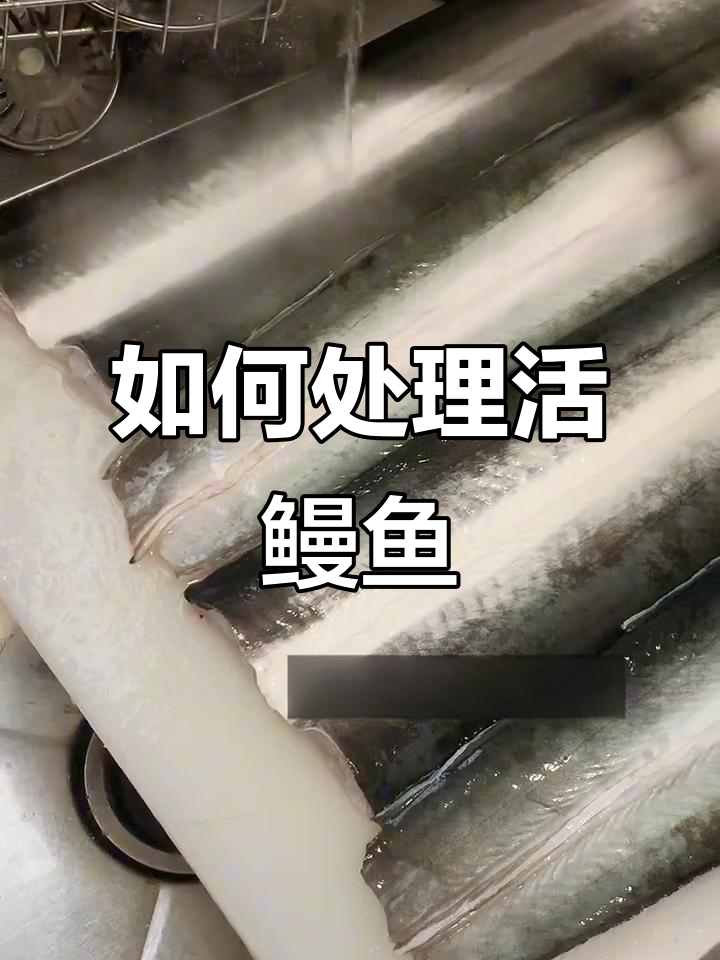 活鳗鱼拆解技巧大揭秘,轻松处理新鲜食材