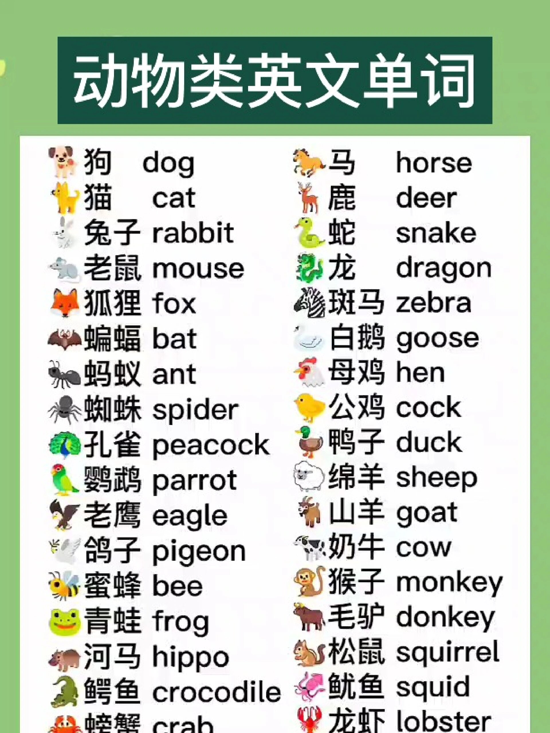 动物英文单词大全,建议收藏