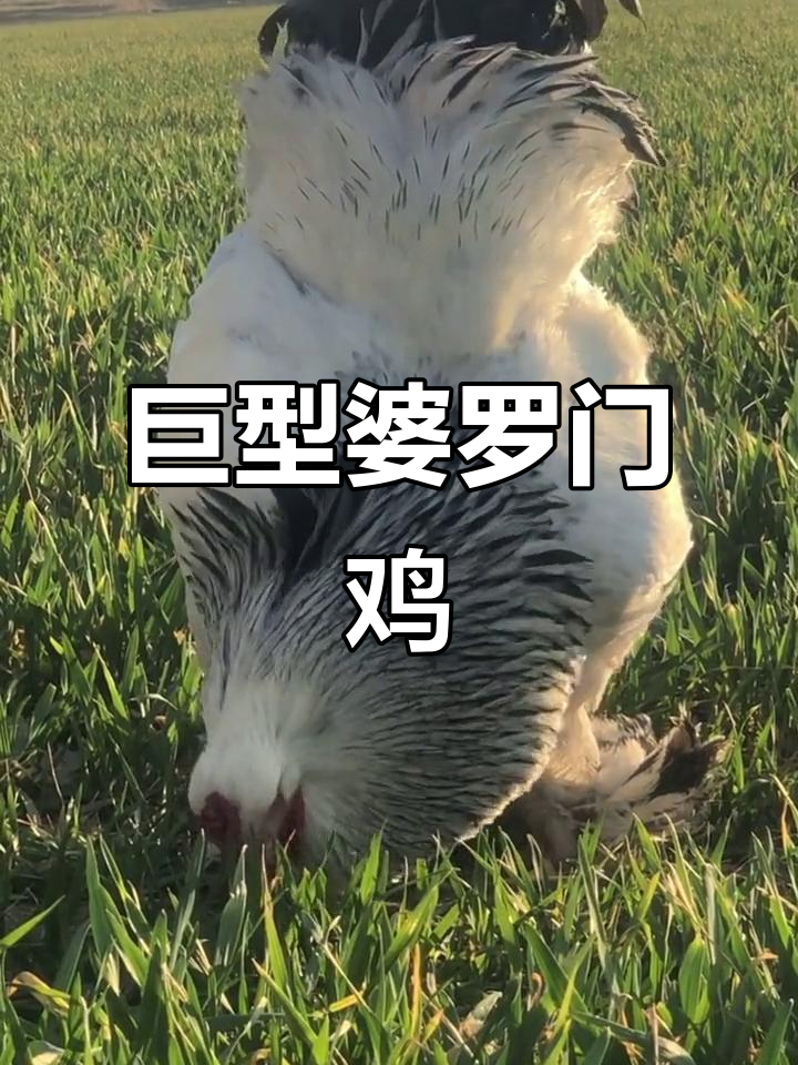 婆罗门鸡:比普通白条鸡大十倍,能长到1.2米高