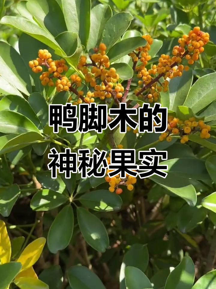 鸭脚木竟然结出果实,像金蛋子一样点缀枝头