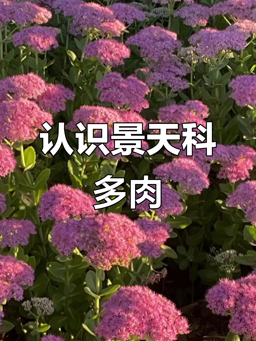 景天科多肉植物大揭秘，乙女心、黄历等经典品种全解析