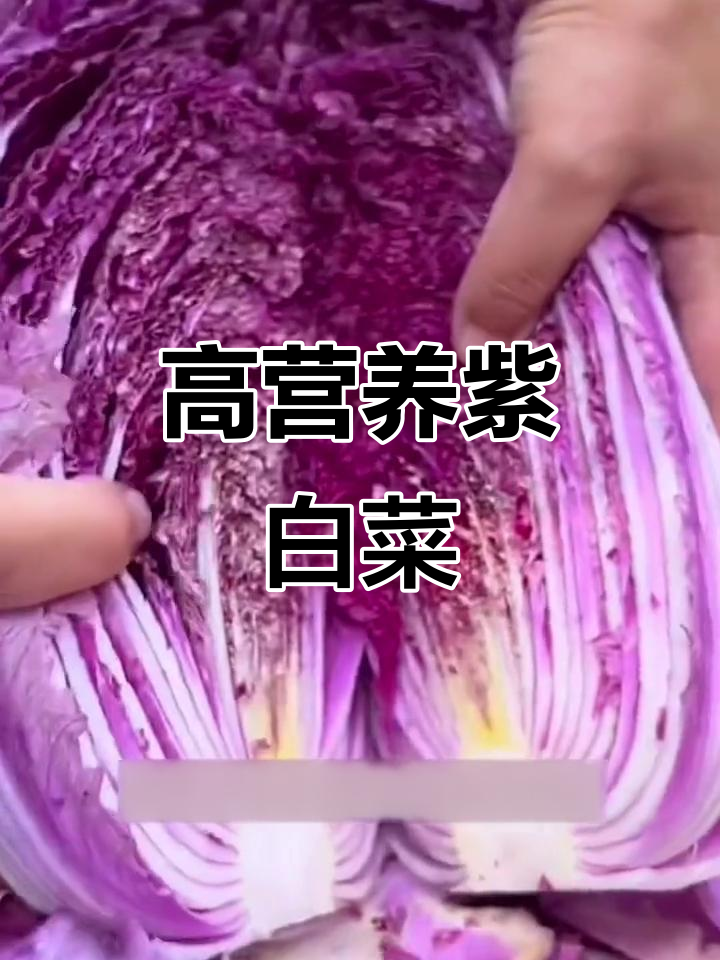 紫白菜,花青素丰富口感脆甜,一颗卖好几十元