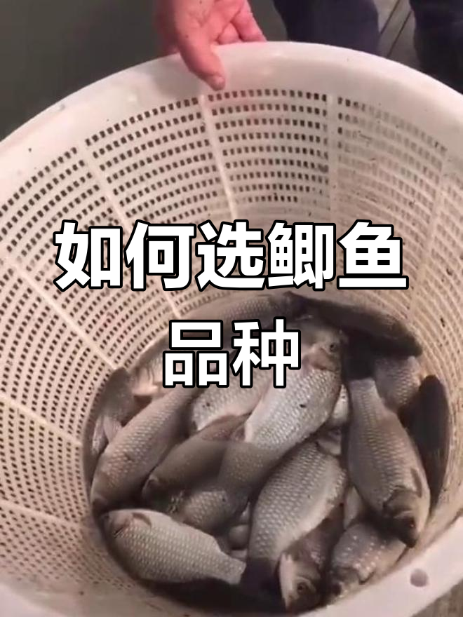 鲫鱼品种选择与养殖效益分析