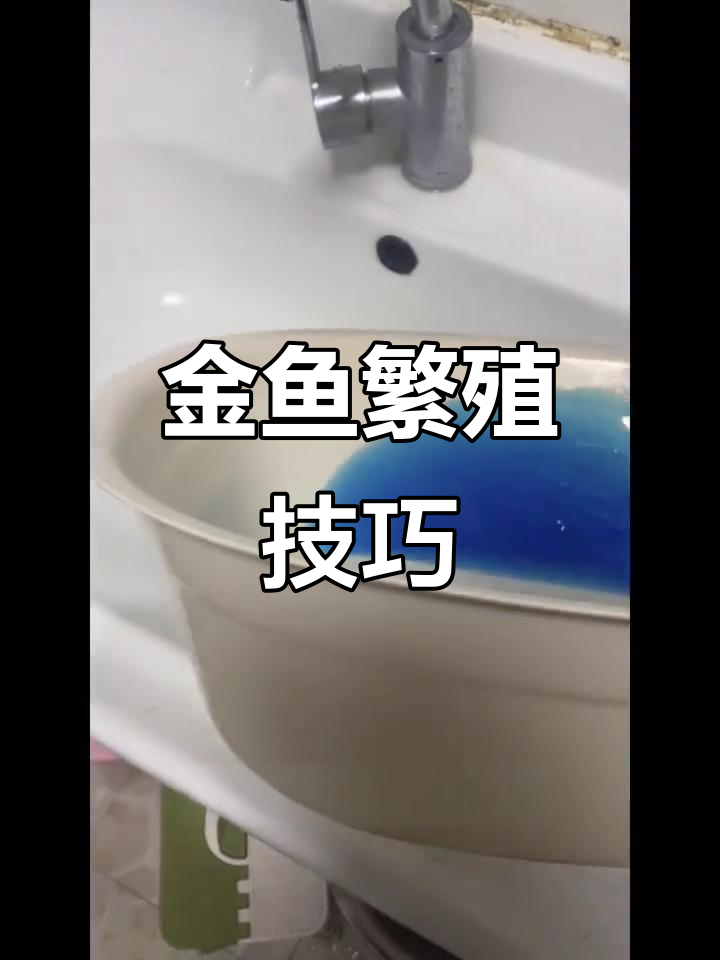 金鱼卵孵化长白毛?教你正确处理方式