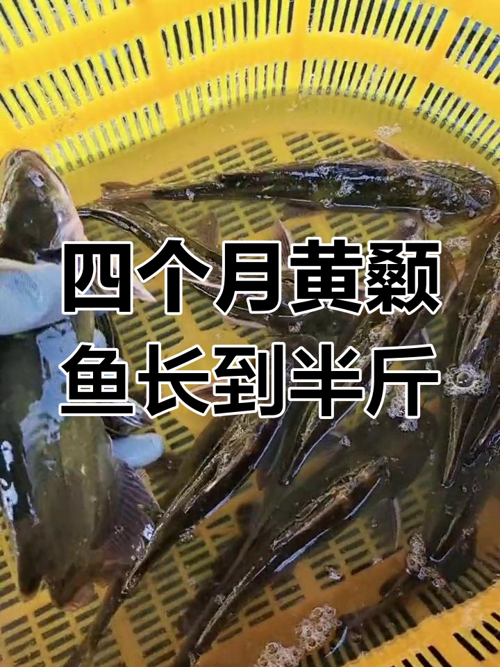 黄颡鱼苗四个月长至半斤