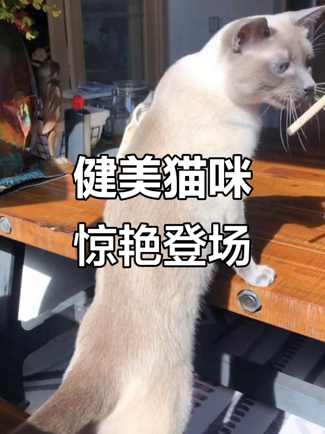 这只猫的肌肉太惊人,背影都能让人心动