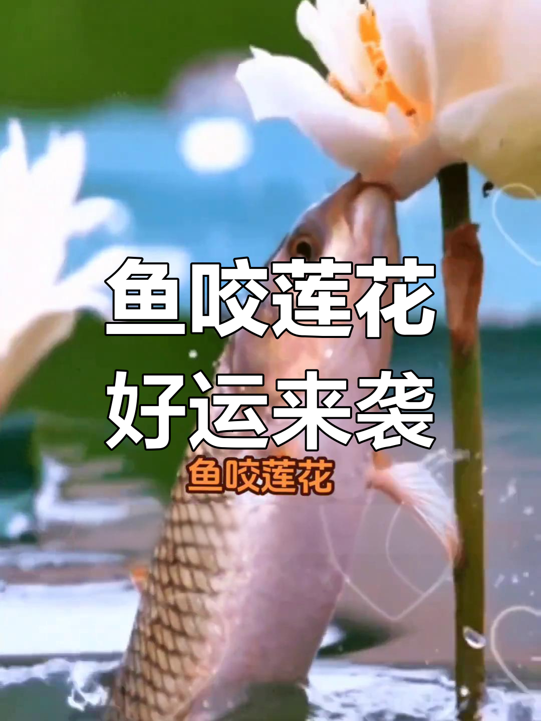 看见鱼咬莲花,好运连连,成功在望